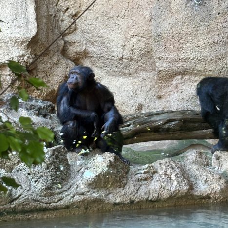 Scientific Report el Teide