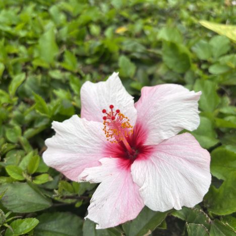 Experiencias en el Loro Parque hoy